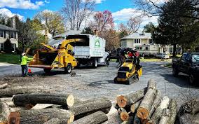 Trusted Scaggsville, MD Tree Removal Services Experts